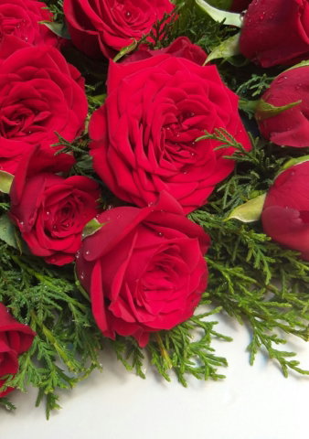 red-roses.jpg red roses