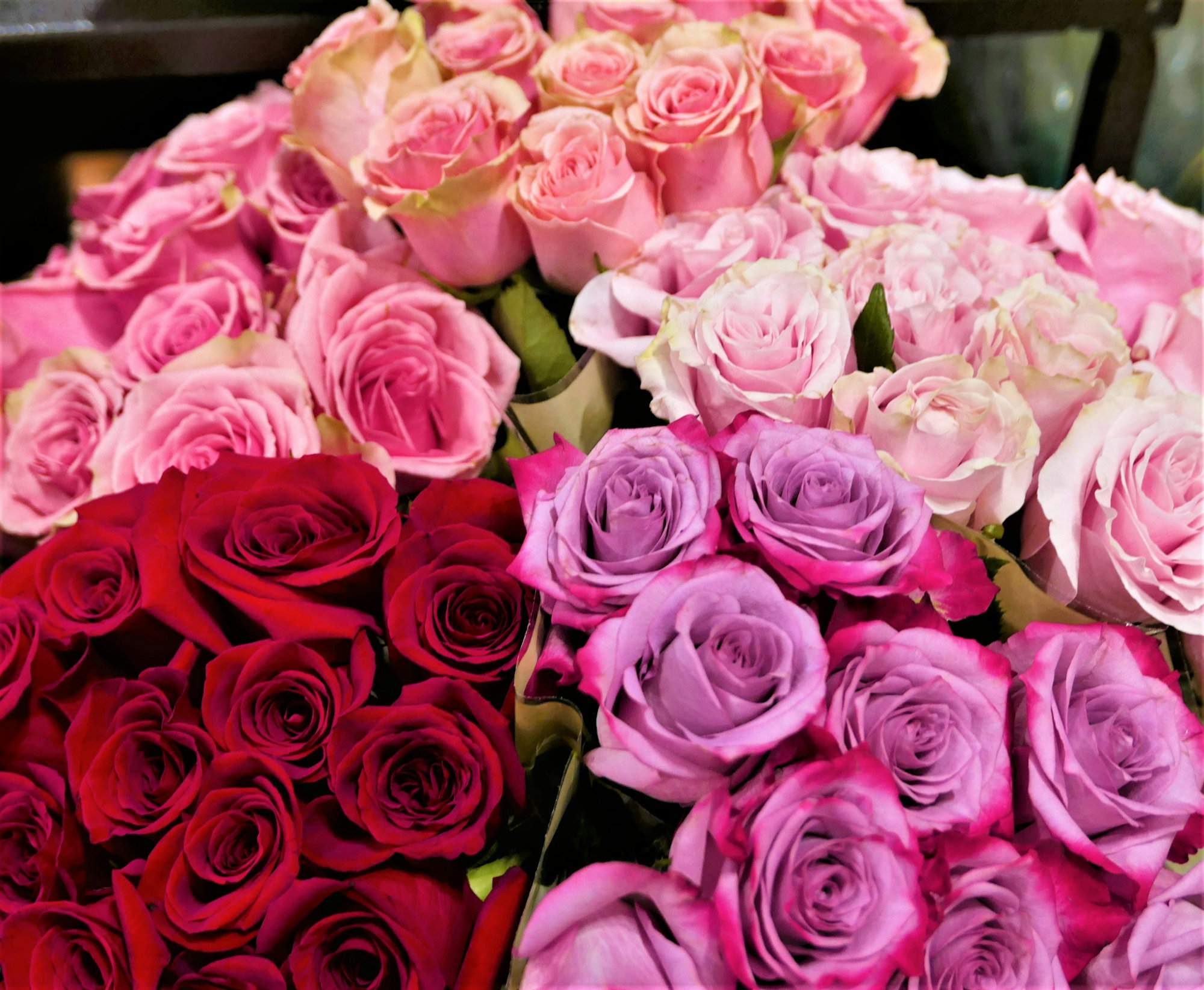 bouquet-of-red--pink--and-purple-roses.jpg Bouquet of red, pink, and purple roses